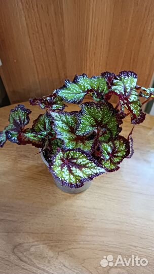 Бегонии сортовые бронь (все сорта)