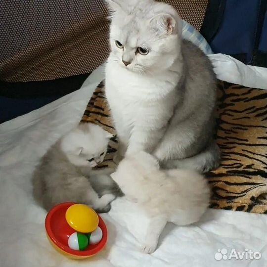 Ns12 Серебристая шиншилла британский котёнок