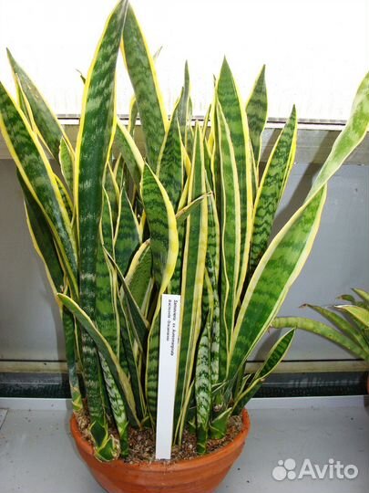 Сансеверия комнатный цветок тёщин язык