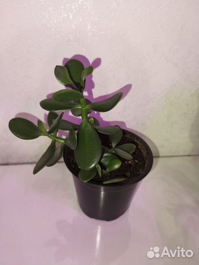 Денежное дерево толстянка крассула