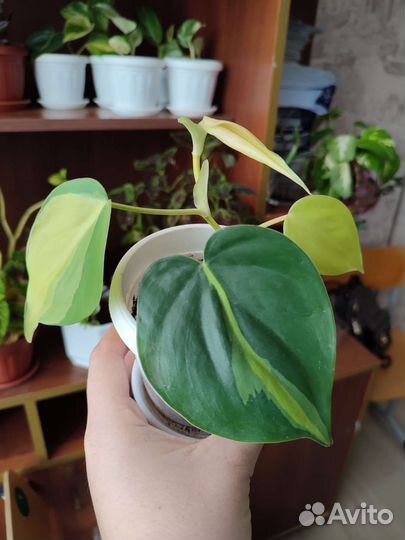 Комнатные цветы