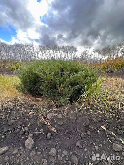 Можжевельник крупномер из питомника с посадкой