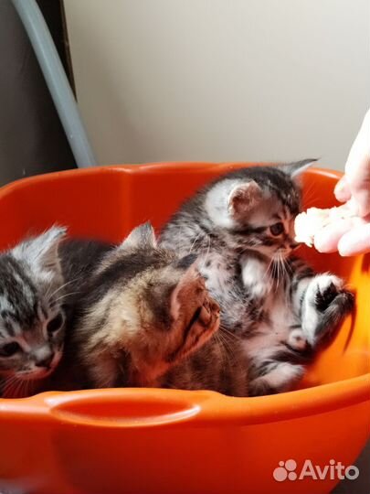 Ищем любящих хозяев для котика и 2х кошечек