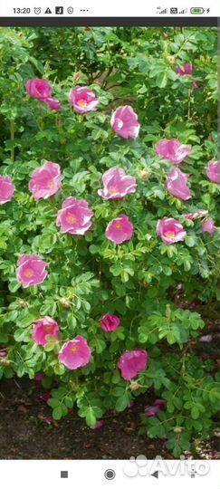 Многолетние декоративные деревья,кустарники,цветы