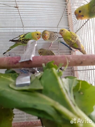 Волнистый попугай