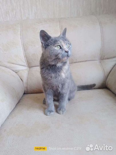 Котенок девочка в добрые руки