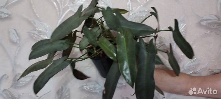 Филодендрон Санта Леопольдина