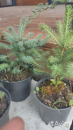 Голубая ель маленькая