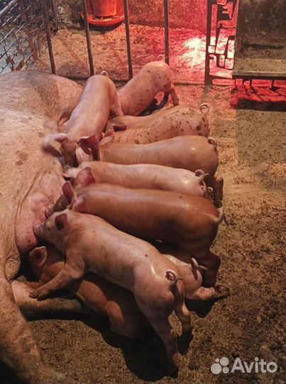 Поросята