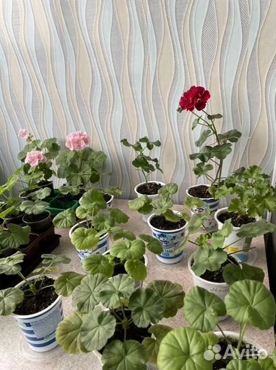 Пеларгония герань