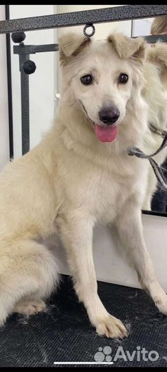 Собака в добрые руки