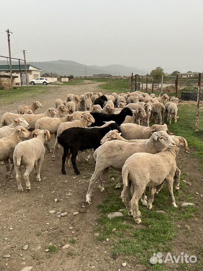 Овцы бараны ягнята