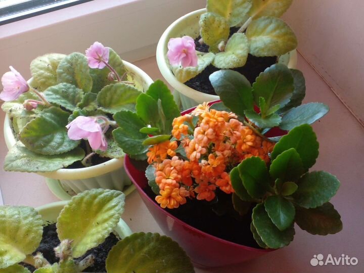 Домашние цветы