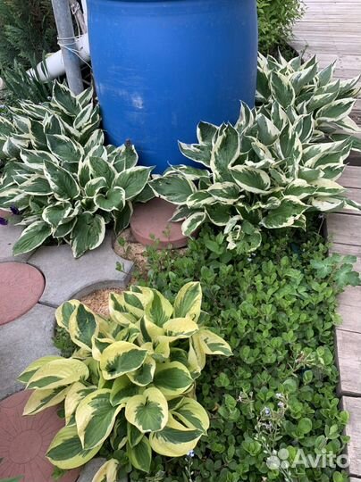 Хоста Либерти, Катерина и др сорта. Астильбы