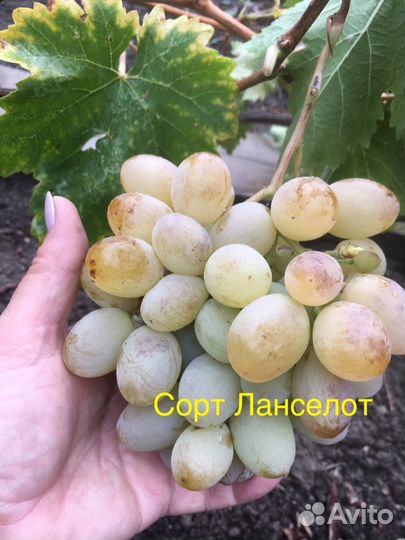 Саженцы и чубуки столовых сортов винограда