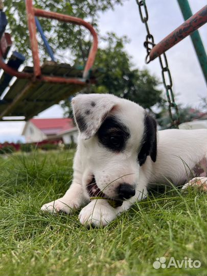 Девочка Джек Рассел терьер с документами