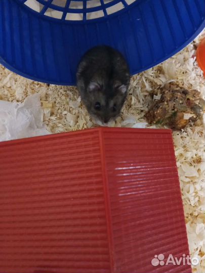 Клетка- (контейнер) для хомяка