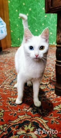 Кошечка и кот ищут добрые руки