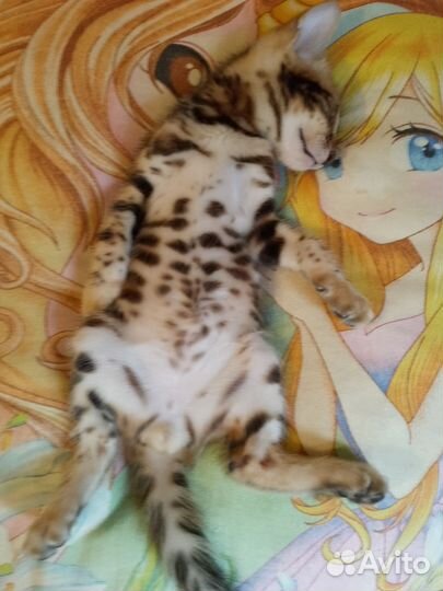 Бенгальский кот