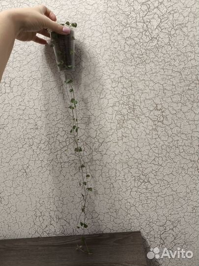 Церопегия, Седум