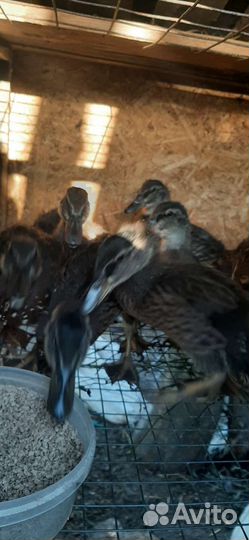 Утята дикой утки