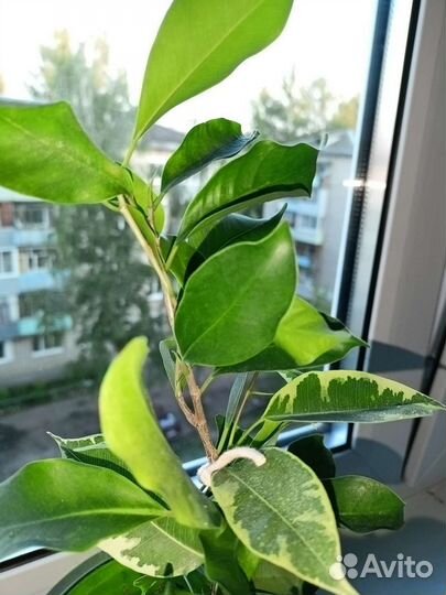 Фикус бенджамина плетение пестролистный