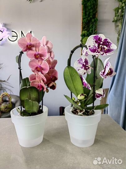 Орхидея фаленопсис