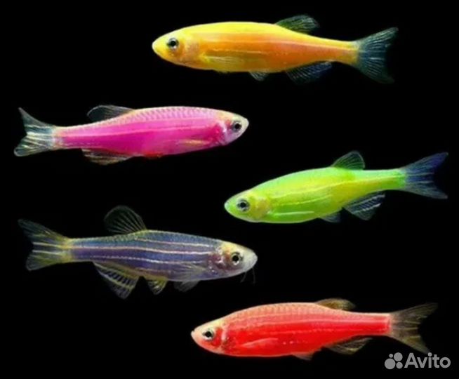 Данио глофиш Аквариумные рыбки в ассортименте