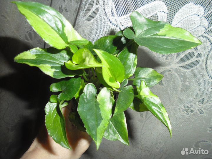 Филодендроны, Аглаонемы, и др. Ароидные