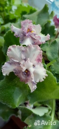 Сортовые фиалки