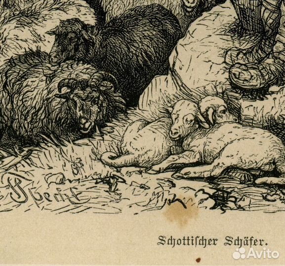 Старинная гравюра 1878 г. Шотландия собака антик