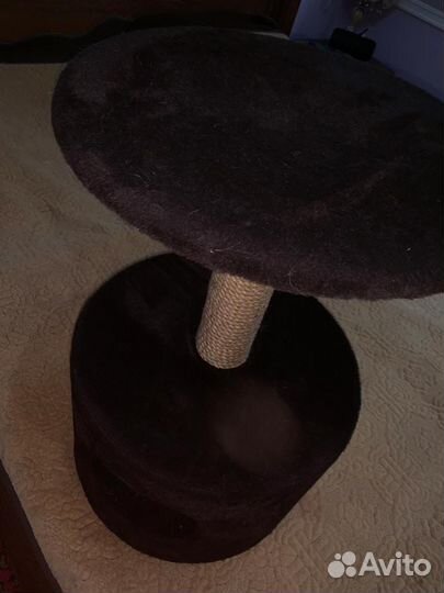 Когтеточка