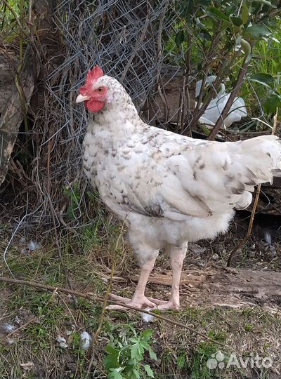 Молодые петухи