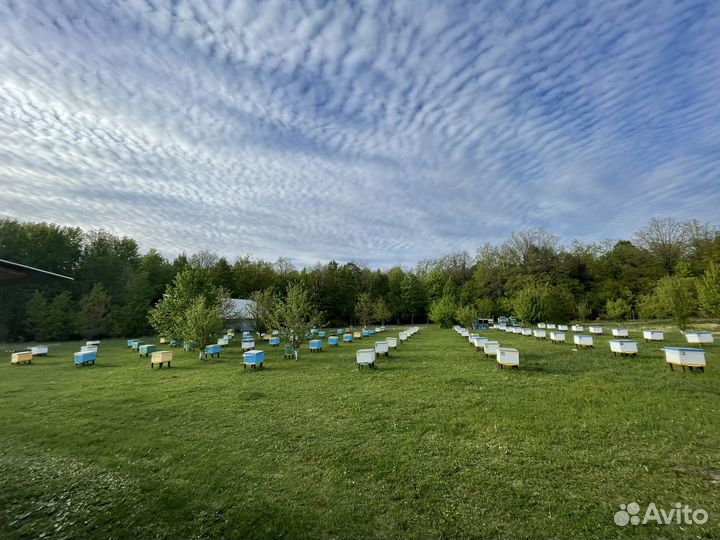 Мед натуральный с доставкой и другие пчелопродукты