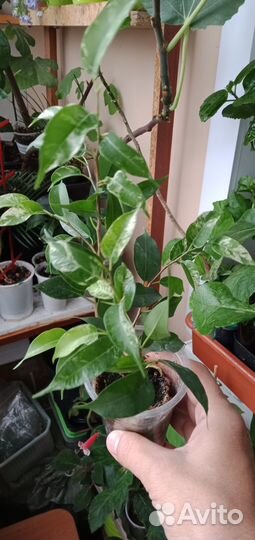 Жасмин,тунбергия,синнингия