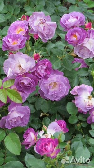 Роза Блю фо ю/ Blue for you двухлетние саженцы