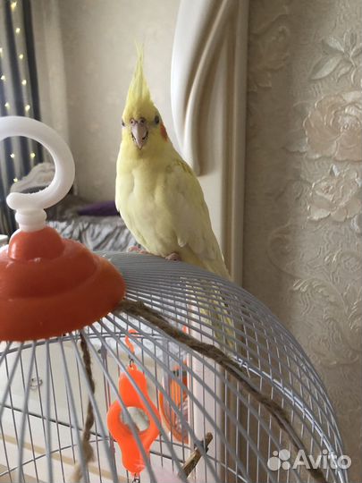 Попугай корелла самец