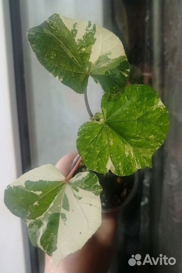 Гибискус липолистный