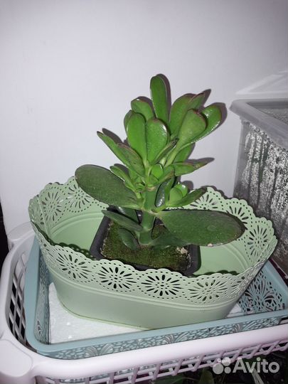 Фикус, мирт,гранат