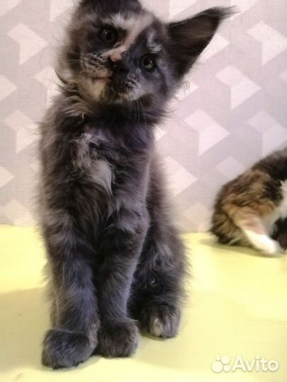 Котята мейн-кун