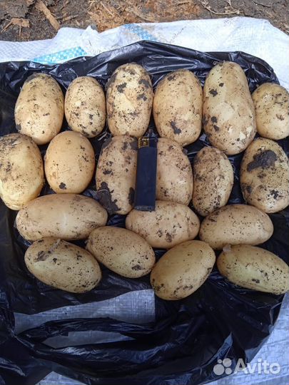 Картофель молодой