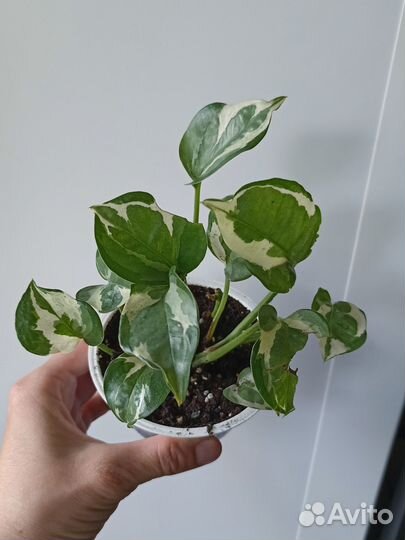 Сциндапсус эпипремнум