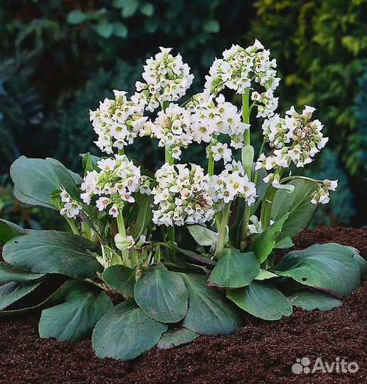 Рассада Бадана Брессингем Вайт