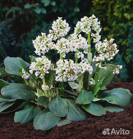 Рассада Бадана Брессингем Вайт