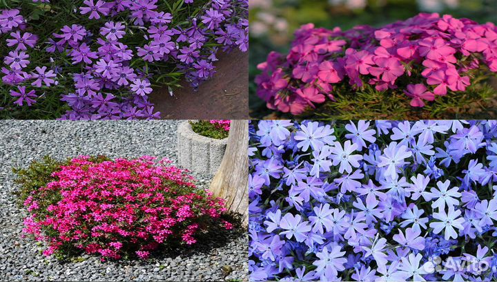 Лилейник frans hals