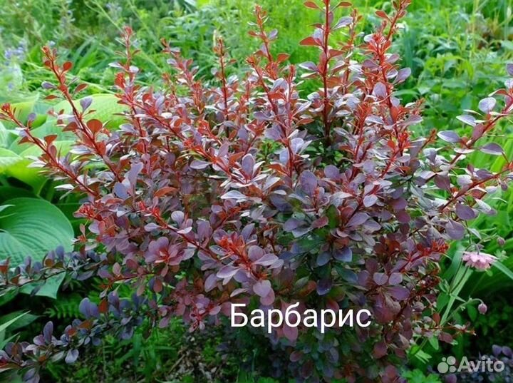 Декоративные растения для сада
