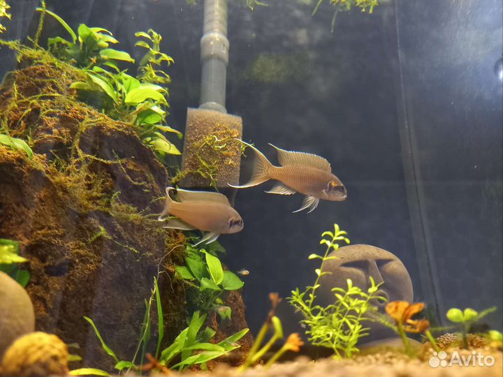 Принцесса бурунди малёк