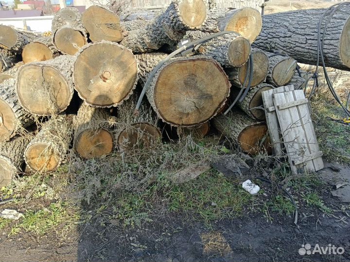 Дуб кругляк