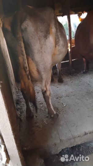 Корова дойная