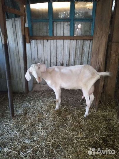 Коза дойная